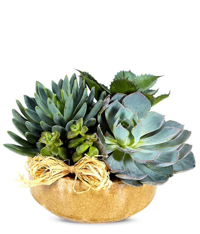 Succulent plant dish garden