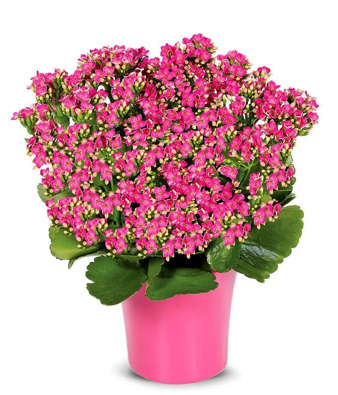 Pink Kalanchoe Plant