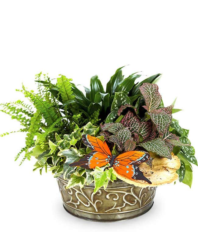 Butterfly Plant Dish Garden