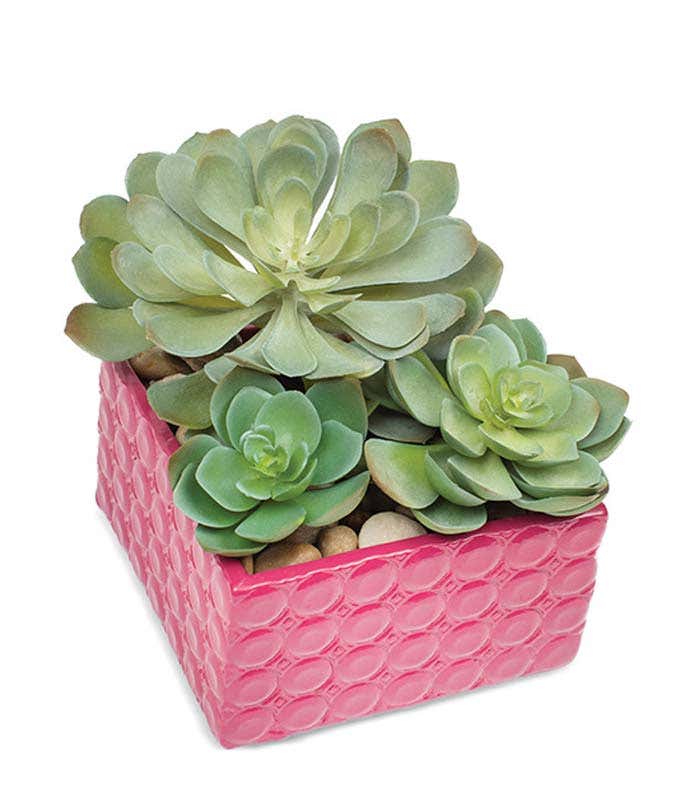 Succulents in pink container