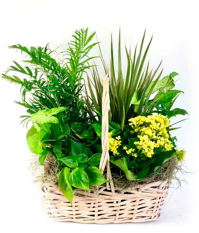 Flowers and Foliage Dish Garden