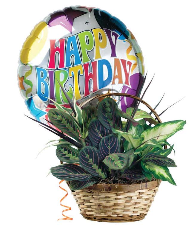 Dish garden plant with birthday balloon