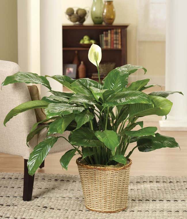 Peace Lily Plant