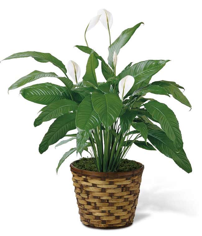 Spathiphyllum Plant