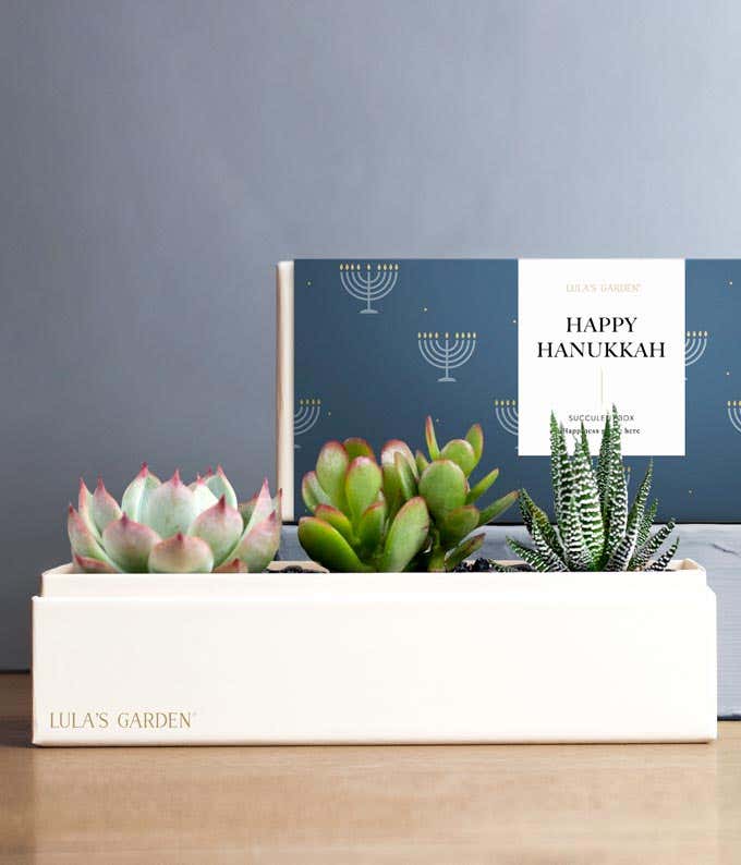 Happy Hanukkah Jewel Succulent Garden