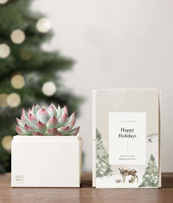 Happy Holidays Bliss Succulent Garden