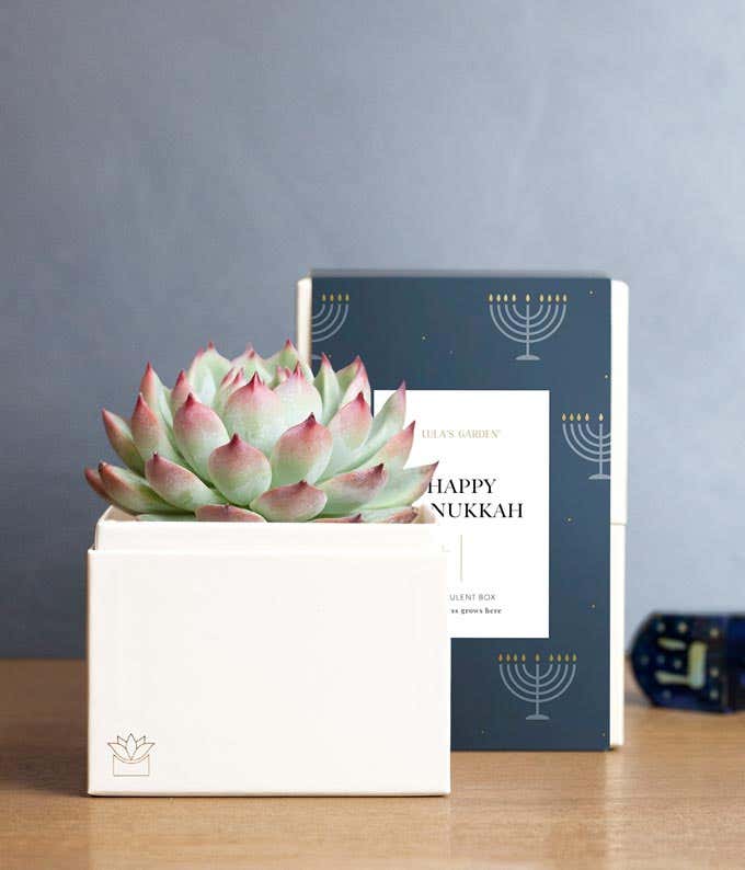 Happy Hanukkah Bliss Succulent Garden