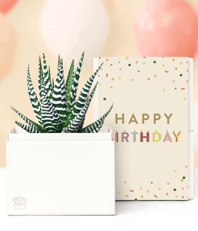 Lula's Garden  Birthday Zebra Succulent Gift