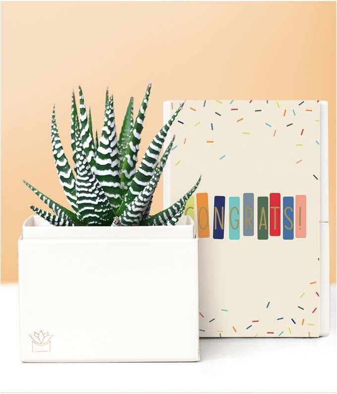 Lula's Garden  Congratulations Zebra Succulent Gift