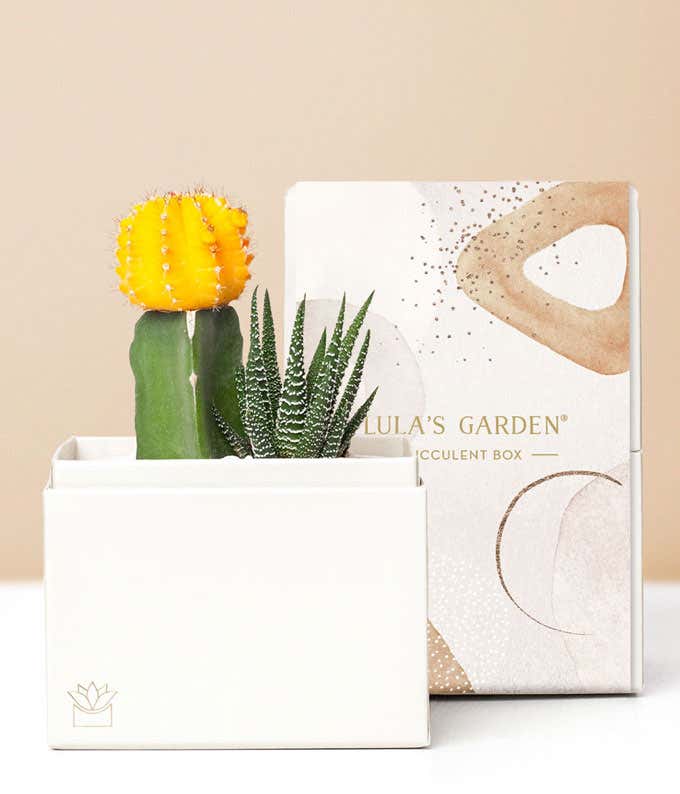 Lula's Garden  Forever Sunny Succulent Gift