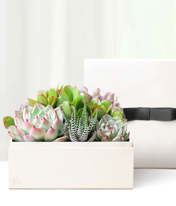 Cherished Memories Lula's Garden  Urban Succulent Gift 