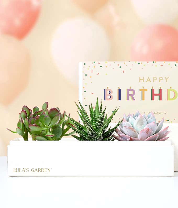 Lula's Garden  Birthday Verdant Succulent Gift