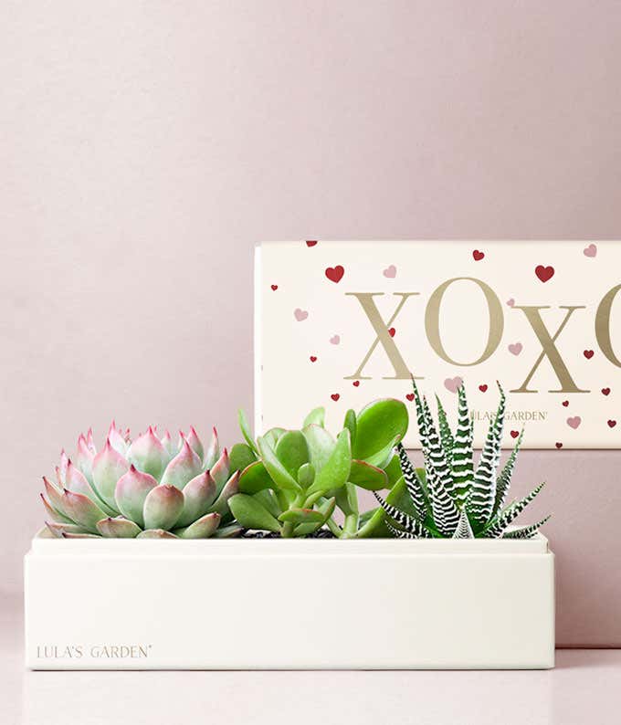 Lula's Garden  XOXO Verdant Succulent Gift