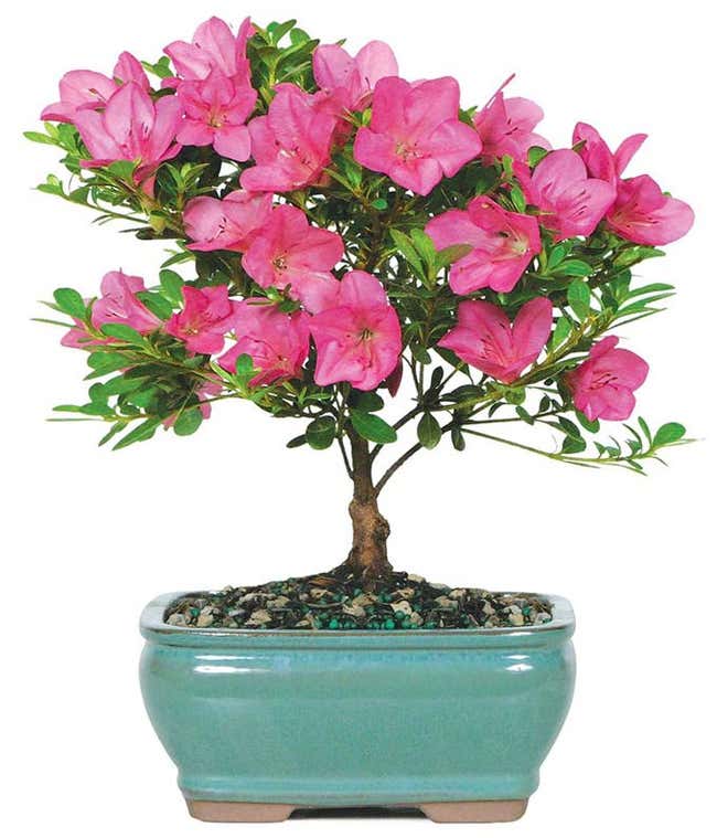 Pink Azalea Bonsai