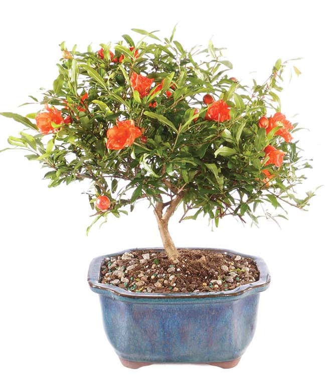 Pomegranate Bonsai Tree