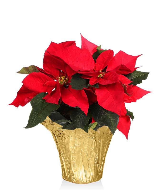 Golden Dreams Poinsettia