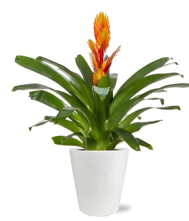 Sunburst Bromeliad