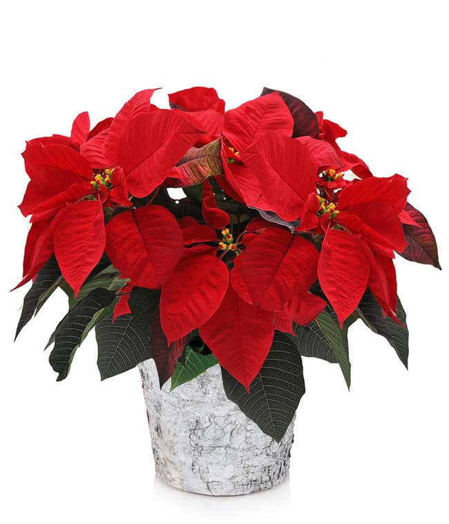 Classic Birch Poinsettia Planter