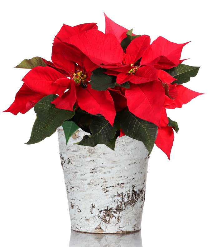 Classic Birch Poinsettia Planter