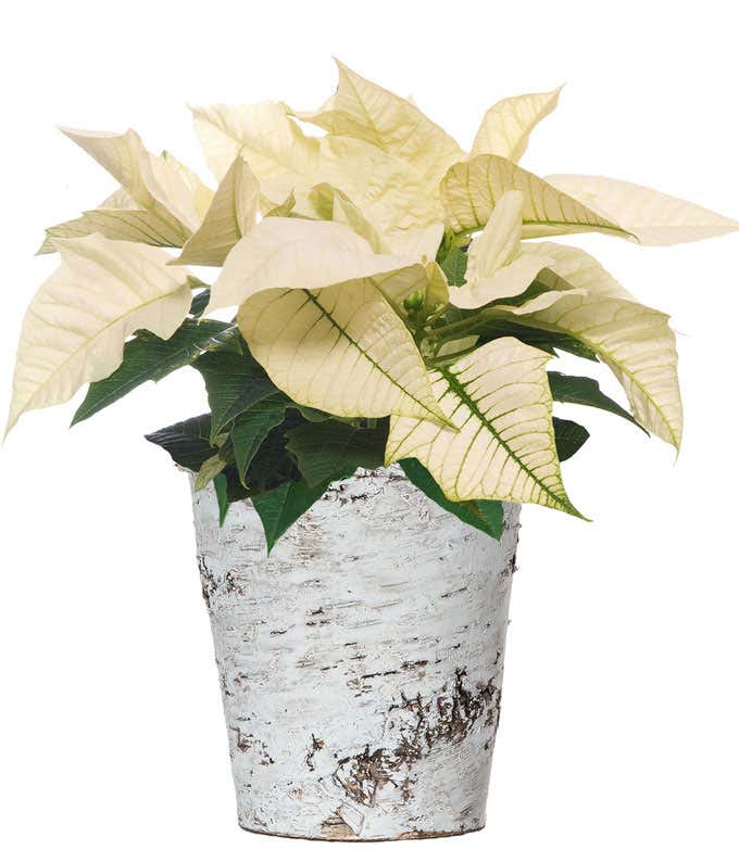 Winter Birch White Poinsettia Plant