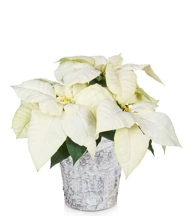 White Birch Poinsettia Plant