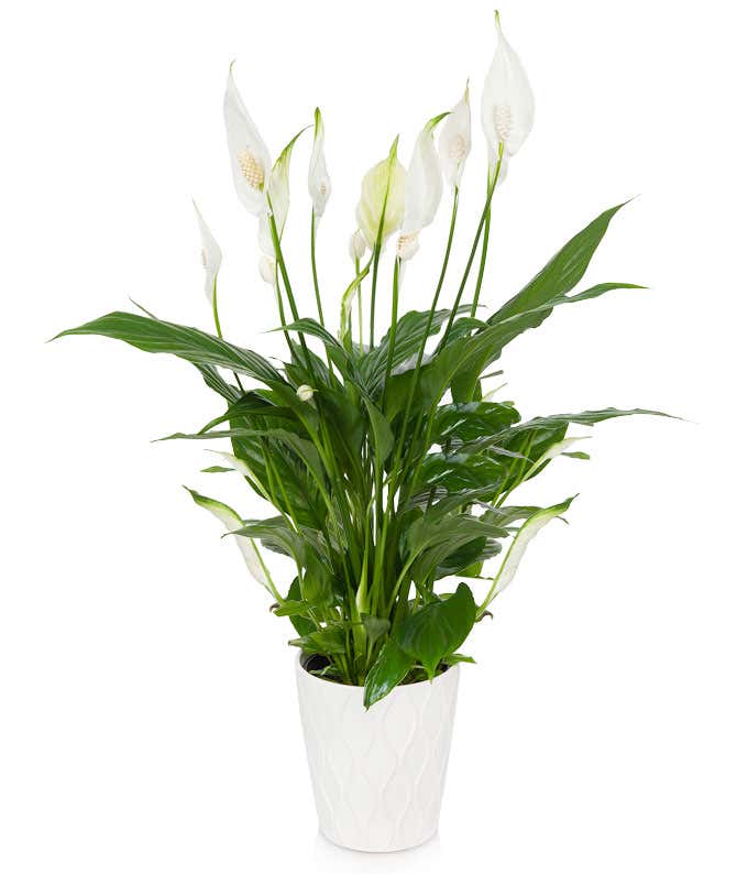 Elegant Peace Lily Plant