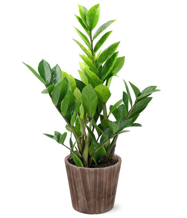 Potted ZZ Houseplant in Natural Wood