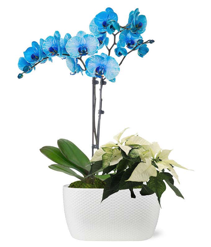 Blue Christmas Orchid & Poinsettia Duo