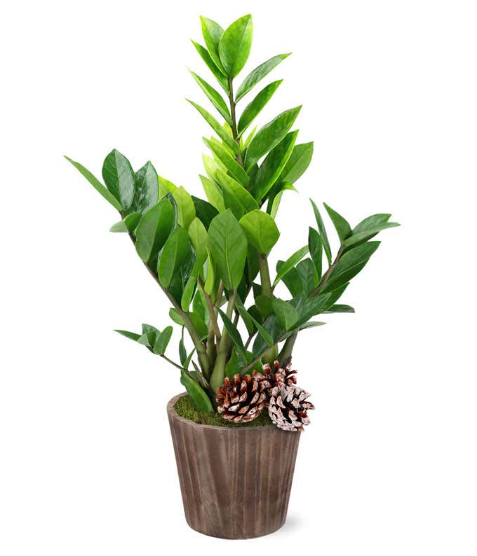 Woodland ZZ Plant