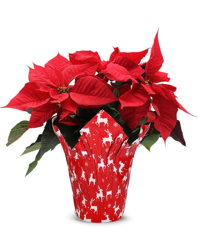 Deluxe Red Reindeer Poinsettia 