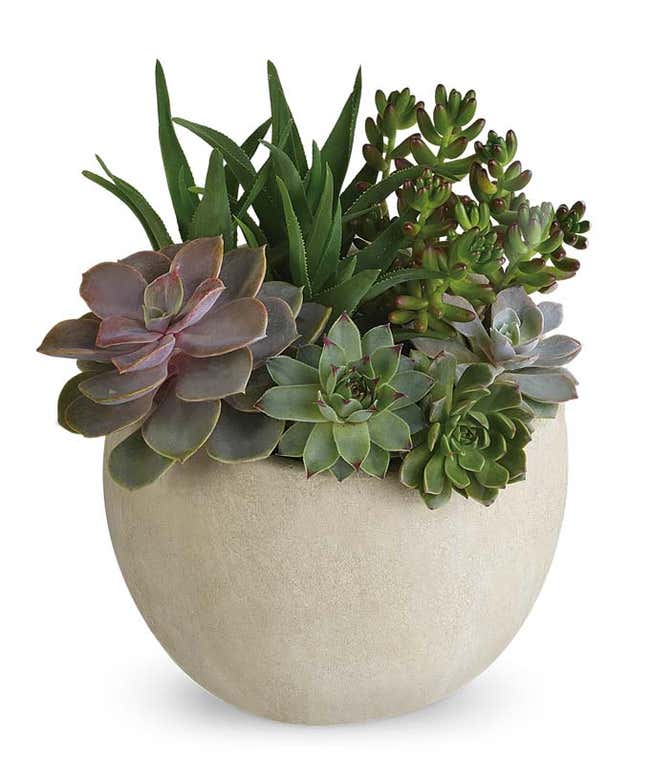 Large Succulent Plant Delivered 