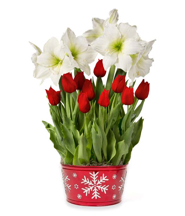 White Amaryllis with Red Tulips