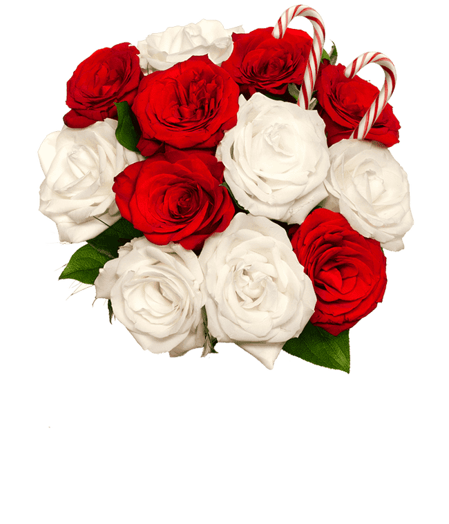 Partial image of Sweet Candy Cane Rose Bouquet without vase